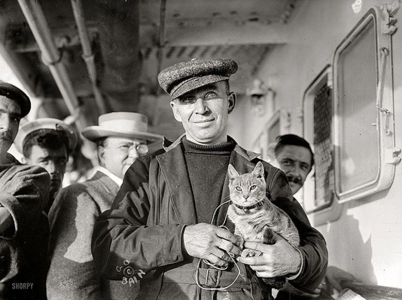 How cats went to sea How cats went to sea