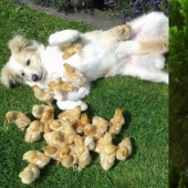 How cute! 10+ young animals that will not let you be sad How cute! 10+ young animals that will not let you be sad