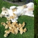 How cute! 10+ young animals that will not let you be sad How cute! 10+ young animals that will not let you be sad