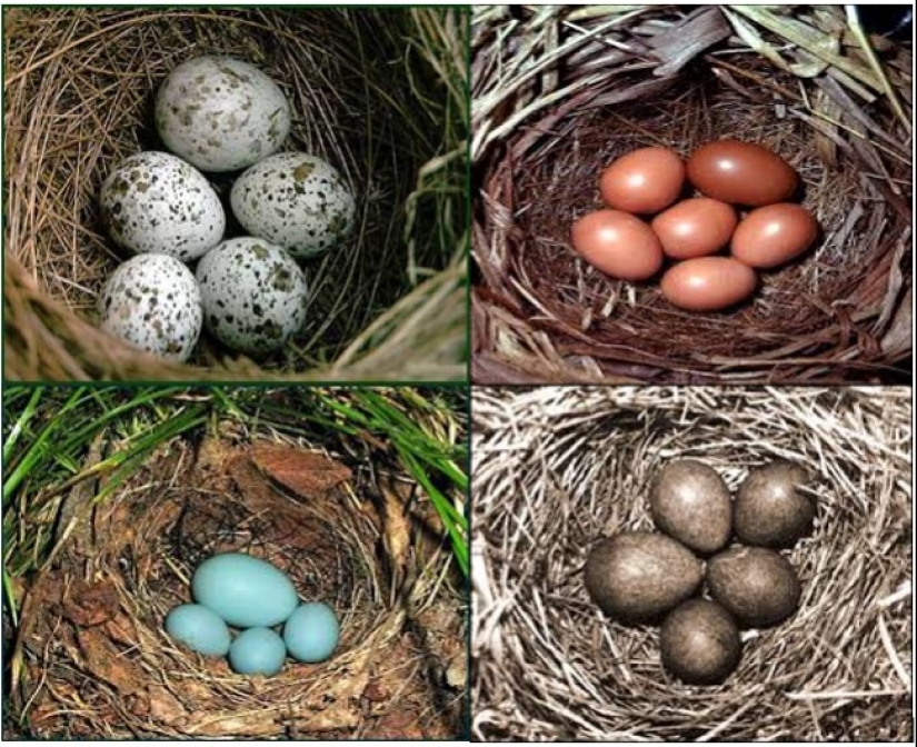 How does a cuckoo manage to throw eggs into other people's nests How does a cuckoo manage to throw eggs into other people's nests