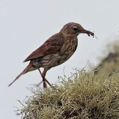 How does a cuckoo manage to throw eggs into other people's nests How does a cuckoo manage to throw eggs into other people's nests