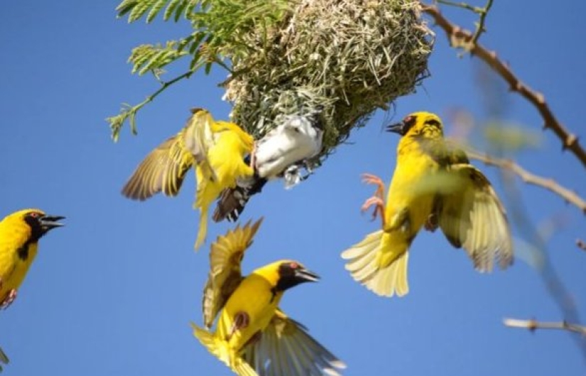 How does a cuckoo manage to throw eggs into other people's nests How does a cuckoo manage to throw eggs into other people's nests