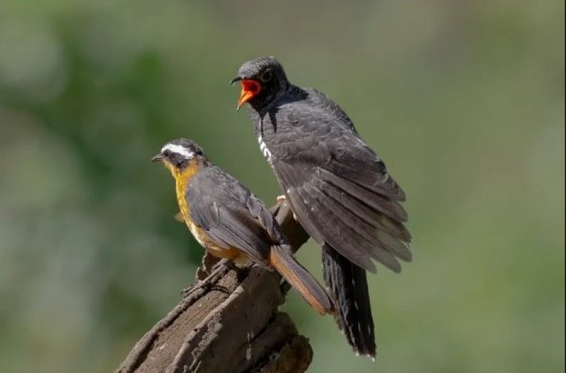 How does a cuckoo manage to throw eggs into other people's nests How does a cuckoo manage to throw eggs into other people's nests