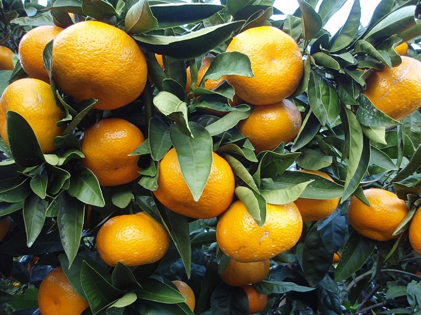 How else can you tell in a store whether tangerines have seeds or not? How else can you tell in a store whether tangerines have seeds or not?