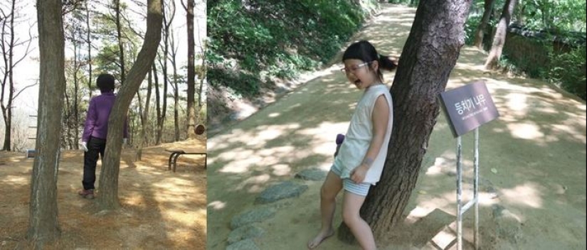 How Koreans take care of their health. It's effective, but a little weird How Koreans take care of their health. It's effective, but a little weird
