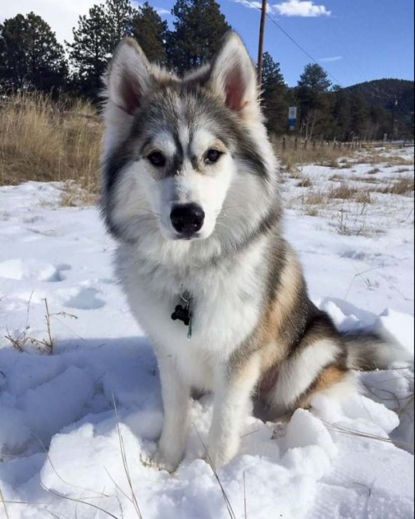 How to look like a cross between a husky and other dog breeds How to look like a cross between a husky and other dog breeds