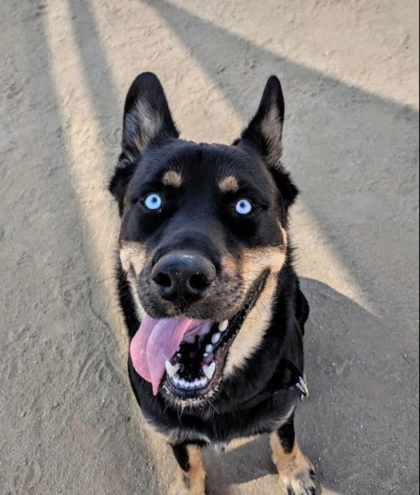 How to look like a cross between a husky and other dog breeds How to look like a cross between a husky and other dog breeds