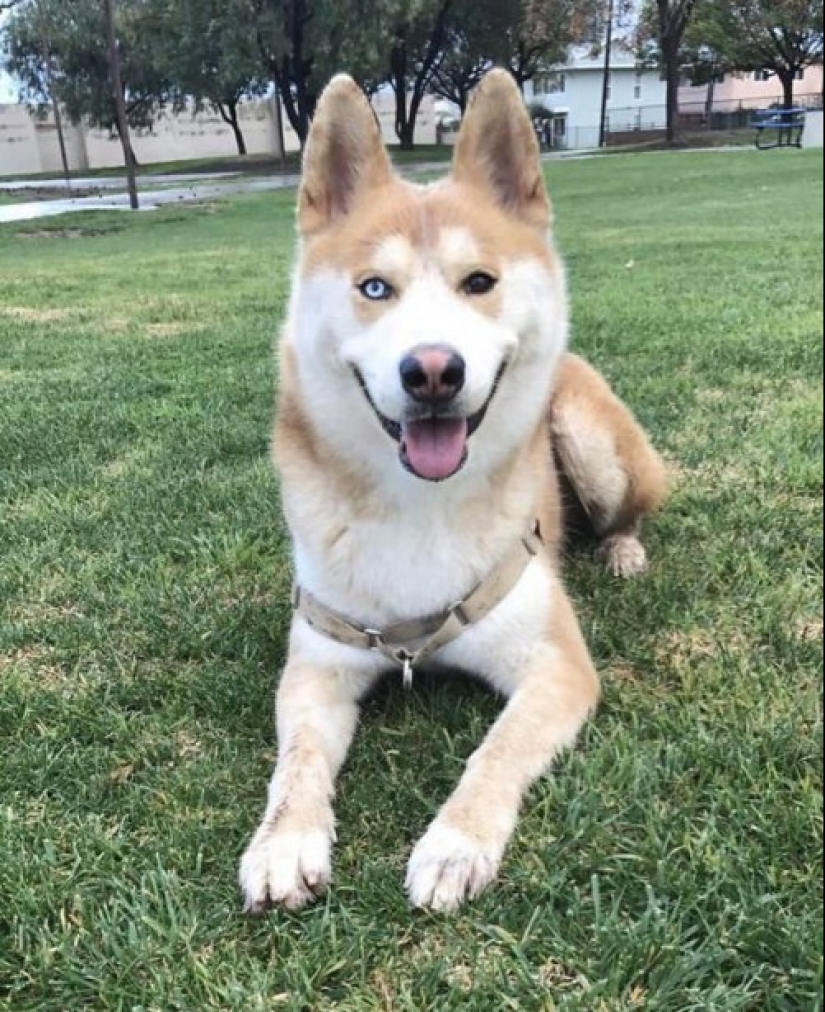 How to look like a cross between a husky and other dog breeds How to look like a cross between a husky and other dog breeds