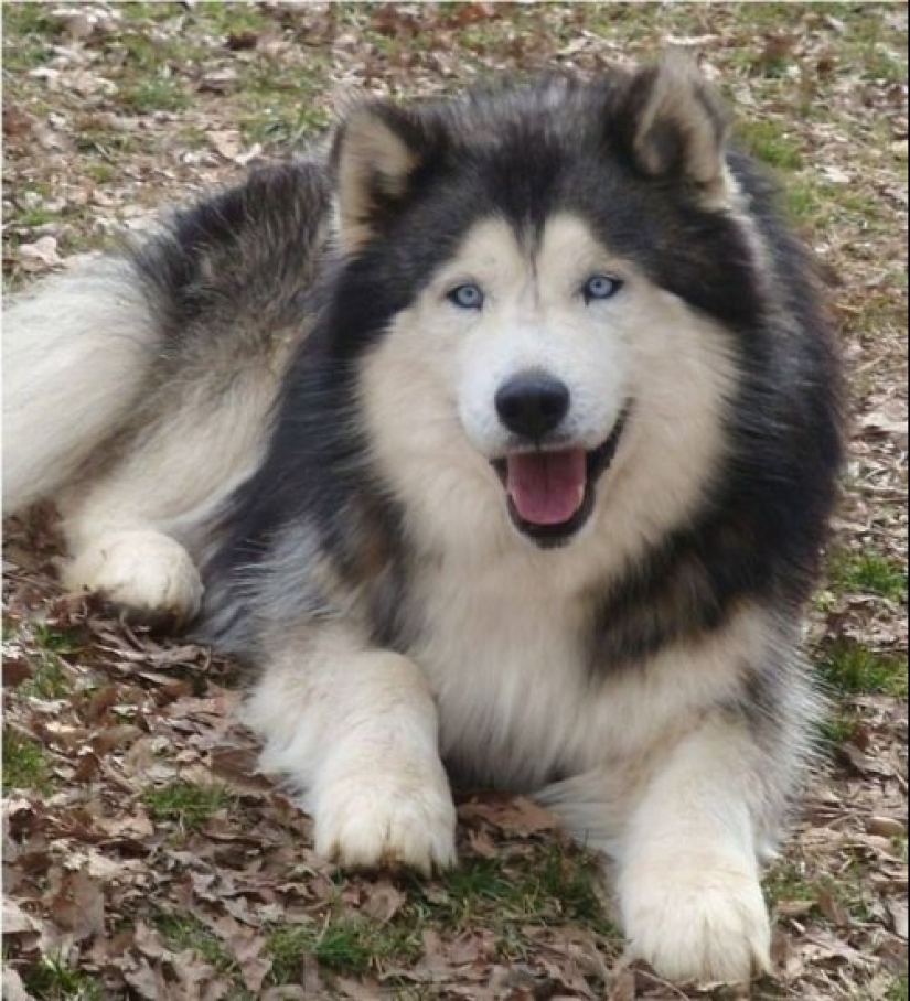 How to look like a cross between a husky and other dog breeds How to look like a cross between a husky and other dog breeds