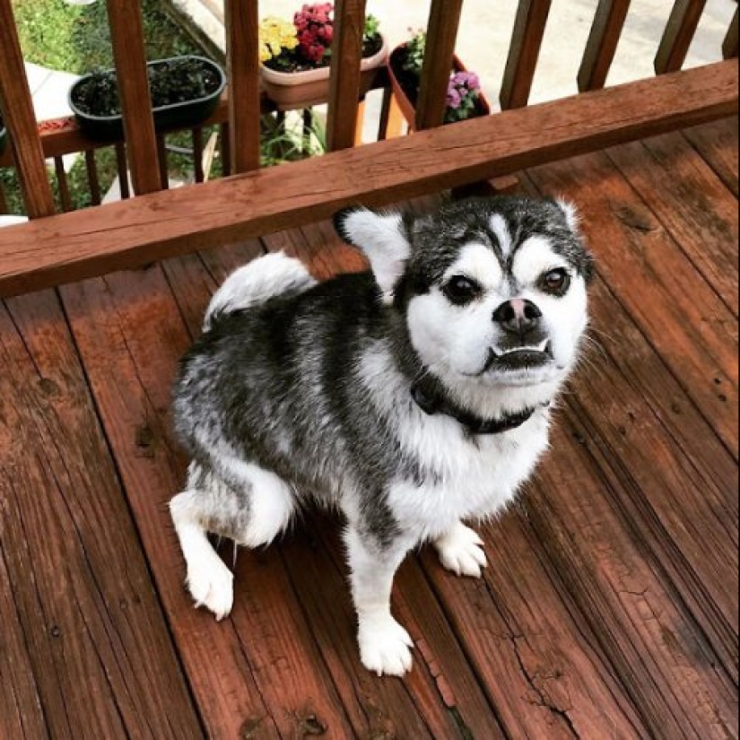 How to look like a cross between a husky and other dog breeds How to look like a cross between a husky and other dog breeds