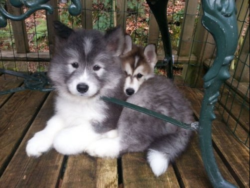 How to look like a cross between a husky and other dog breeds How to look like a cross between a husky and other dog breeds