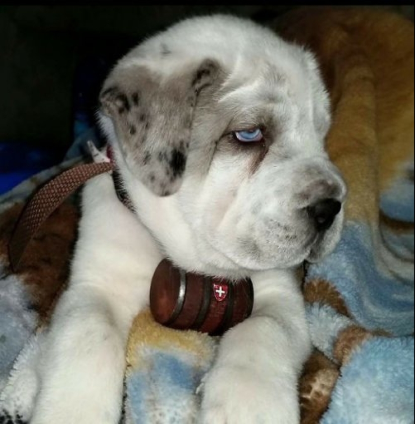 How to look like a cross between a husky and other dog breeds How to look like a cross between a husky and other dog breeds