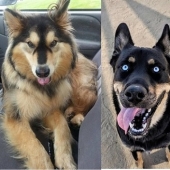 How to look like a cross between a husky and other dog breeds How to look like a cross between a husky and other dog breeds