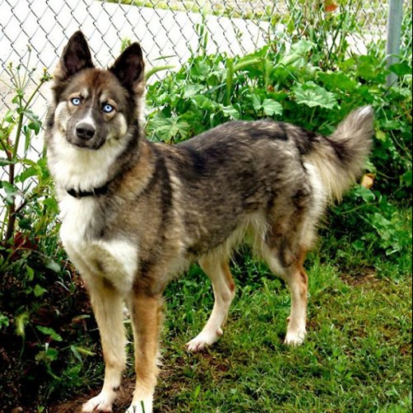 How to look like a cross between a husky and other dog breeds How to look like a cross between a husky and other dog breeds