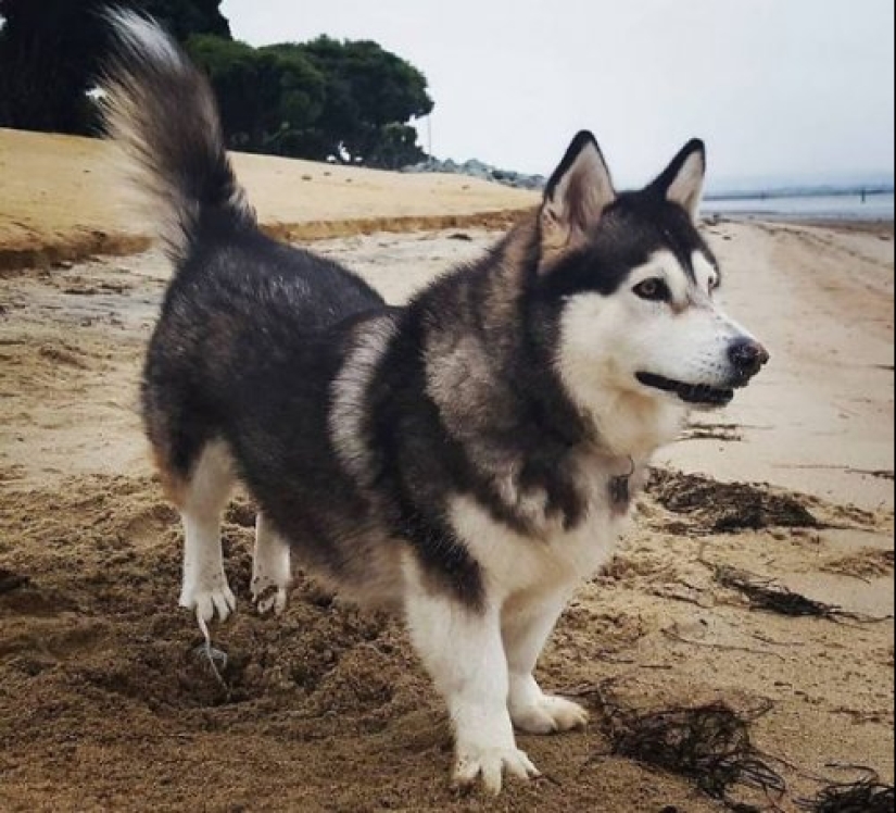 How to look like a cross between a husky and other dog breeds How to look like a cross between a husky and other dog breeds
