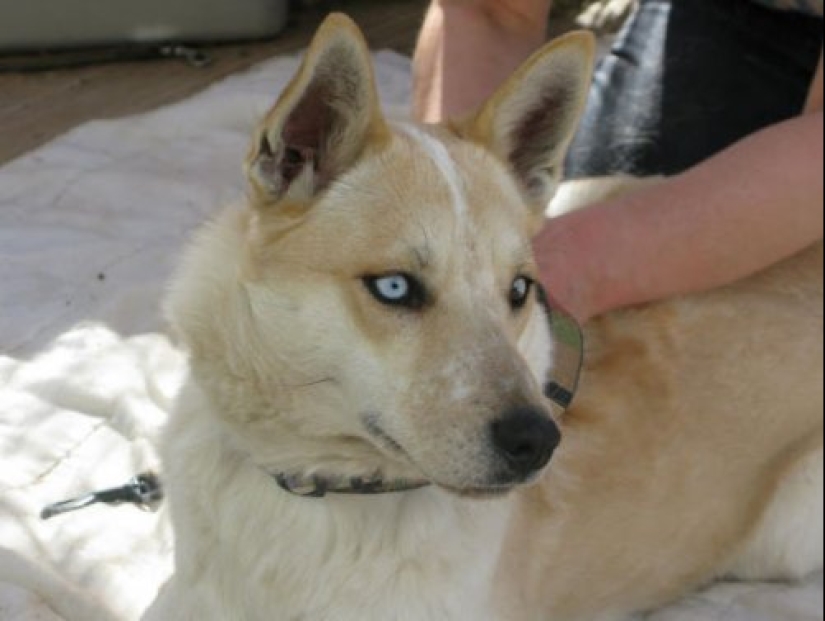 How to look like a cross between a husky and other dog breeds How to look like a cross between a husky and other dog breeds