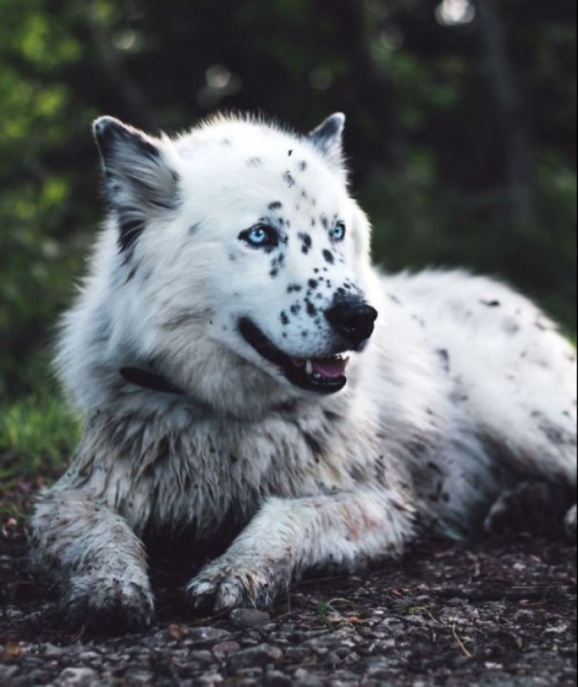 How to look like a cross between a husky and other dog breeds How to look like a cross between a husky and other dog breeds