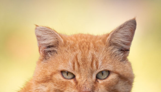 I Captured 15 Cat Portraits That Showcase The Hidden Lives Of Felines In My Neighborhood I Captured 15 Cat Portraits That Showcase The Hidden Lives Of Felines In My Neighborhood
