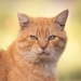 I Captured 15 Cat Portraits That Showcase The Hidden Lives Of Felines In My Neighborhood I Captured 15 Cat Portraits That Showcase The Hidden Lives Of Felines In My Neighborhood