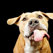I Gave Pitbulls Peanut Butter, Grabbed My Camera, And Found Pure Joy I Gave Pitbulls Peanut Butter, Grabbed My Camera, And Found Pure Joy