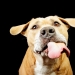 I Gave Pitbulls Peanut Butter, Grabbed My Camera, And Found Pure Joy I Gave Pitbulls Peanut Butter, Grabbed My Camera, And Found Pure Joy