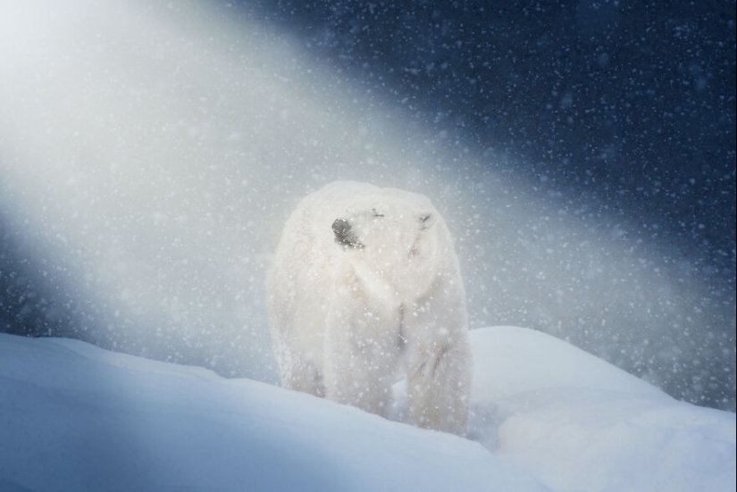I Observed And Photographed Daily Activities Of Polar Bears Living In The Zoo