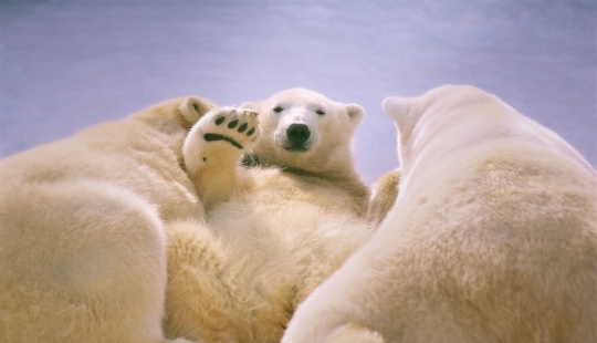 I Observed And Photographed Daily Activities Of Polar Bears Living In The Zoo I Observed And Photographed Daily Activities Of Polar Bears Living In The Zoo