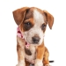 I Photographed 16 Rescue Dogs In Hopes That This Will Help Them Find Forever Homes I Photographed 16 Rescue Dogs In Hopes That This Will Help Them Find Forever Homes