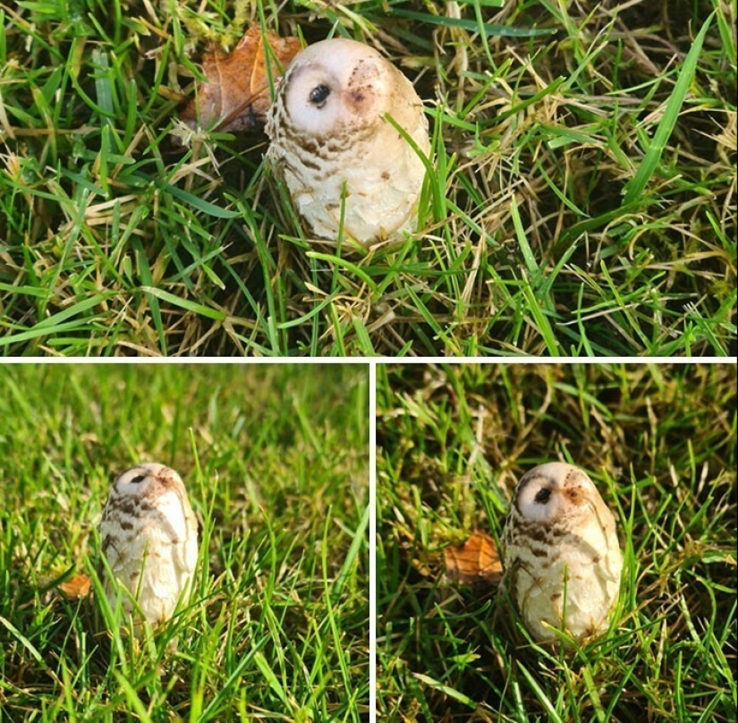 "I see faces": 20+ deceptive photos that you will have to look at twice "I see faces": 20+ deceptive photos that you will have to look at twice
