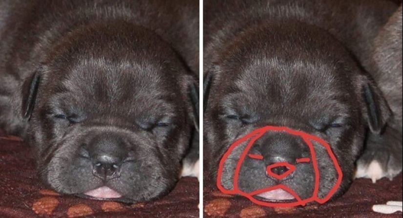 "I see faces": 20+ deceptive photos that you will have to look at twice "I see faces": 20+ deceptive photos that you will have to look at twice