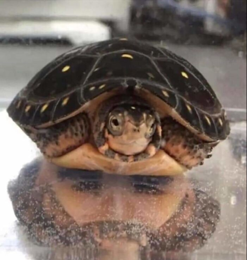 "I see faces": 20+ deceptive photos that you will have to look at twice "I see faces": 20+ deceptive photos that you will have to look at twice