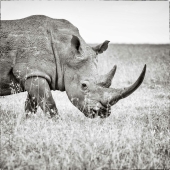 I Went To Kenya On A Safari, Here’s 21 Of The Best Photos I Went To Kenya On A Safari, Here’s 21 Of The Best Photos