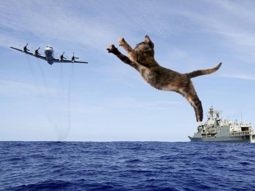 If the seals decided to conquer the world If the seals decided to conquer the world
