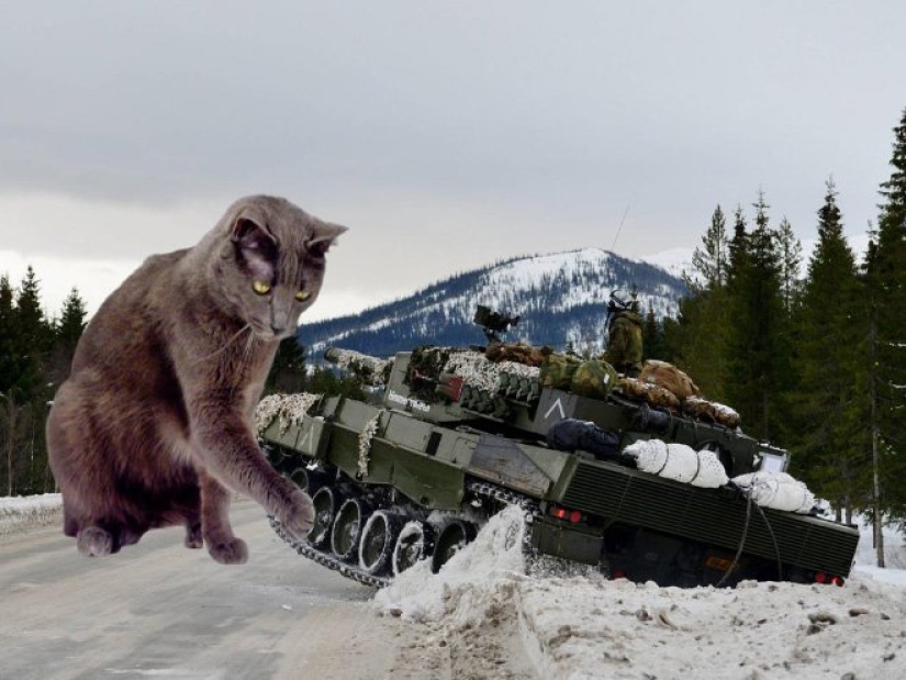 If the seals decided to conquer the world If the seals decided to conquer the world