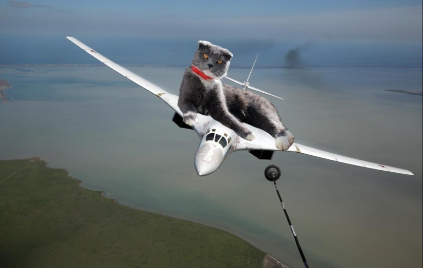 If the seals decided to conquer the world If the seals decided to conquer the world