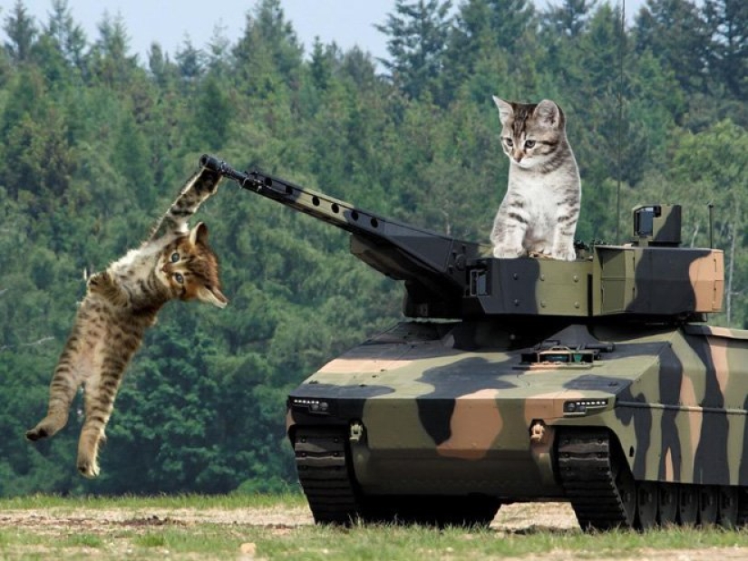 If the seals decided to conquer the world If the seals decided to conquer the world