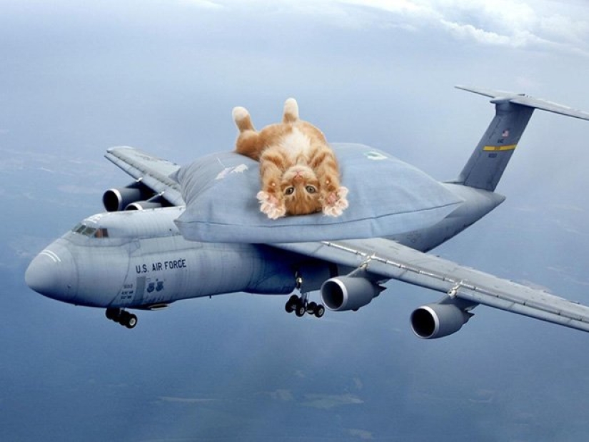 If the seals decided to conquer the world If the seals decided to conquer the world