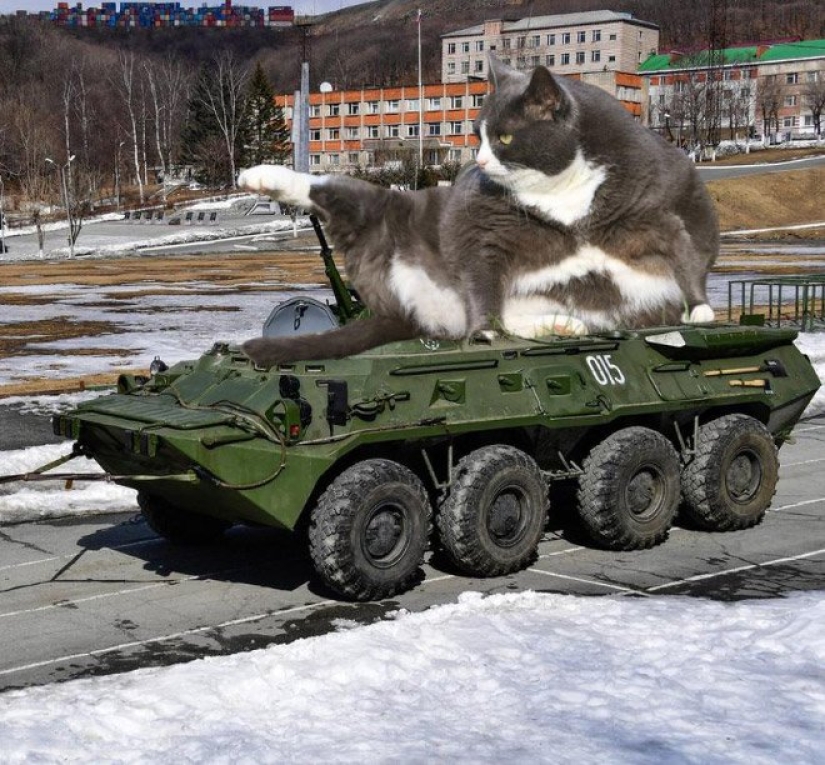 If the seals decided to conquer the world If the seals decided to conquer the world