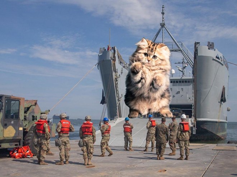 If the seals decided to conquer the world If the seals decided to conquer the world