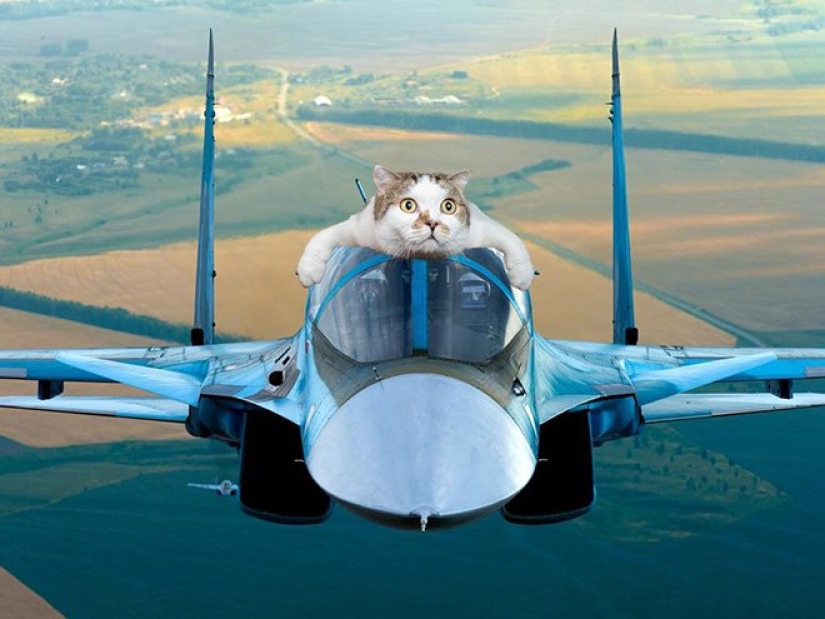 If the seals decided to conquer the world If the seals decided to conquer the world