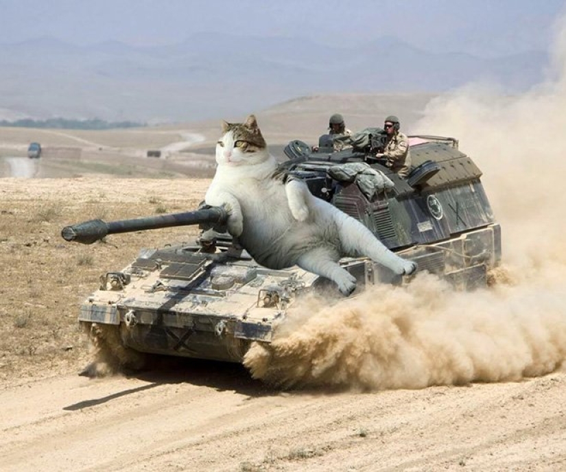 If the seals decided to conquer the world If the seals decided to conquer the world
