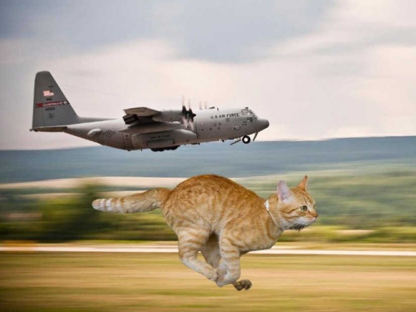 If the seals decided to conquer the world If the seals decided to conquer the world