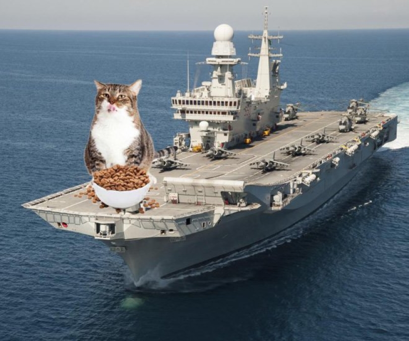 If the seals decided to conquer the world If the seals decided to conquer the world