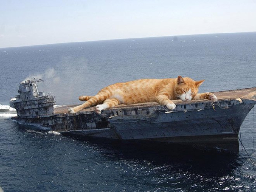 If the seals decided to conquer the world If the seals decided to conquer the world