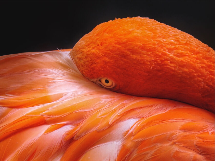 I’m An Animal Photographer, And Here Are My 14 Best Close-Up Eye Portraits I Took At The Zoo