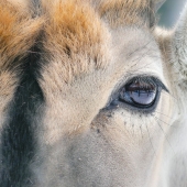 I’m An Animal Photographer, And Here Are My 14 Best Close-Up Eye Portraits I Took At The Zoo I’m An Animal Photographer, And Here Are My 14 Best Close-Up Eye Portraits I Took At The Zoo