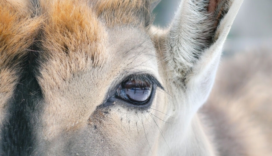 I’m An Animal Photographer, And Here Are My 14 Best Close-Up Eye Portraits I Took At The Zoo I’m An Animal Photographer, And Here Are My 14 Best Close-Up Eye Portraits I Took At The Zoo