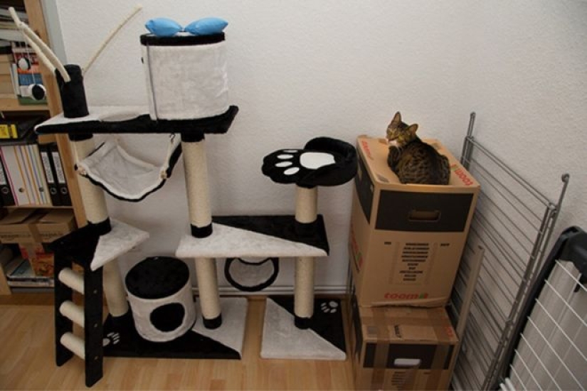 Incomprehensible cat logic: 30 photos that for sure you will laugh