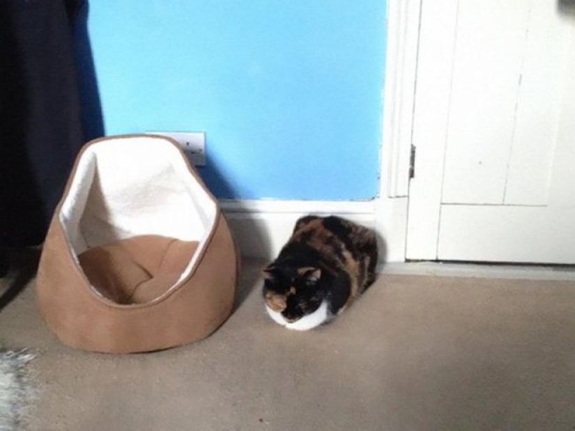 Incomprehensible cat logic: 30 photos that for sure you will laugh