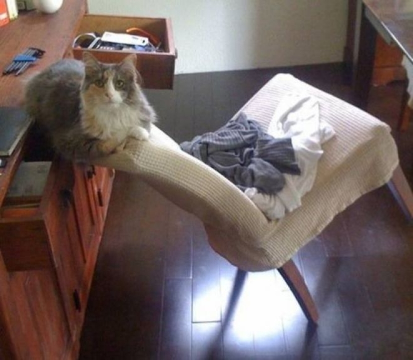 Incomprehensible cat logic: 30 photos that for sure you will laugh